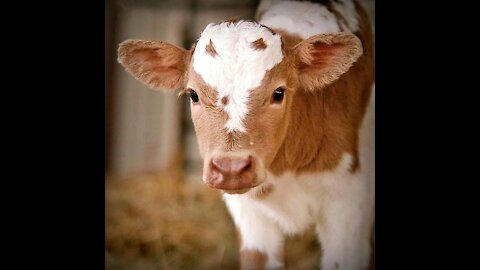Cows cute co moo baby fun