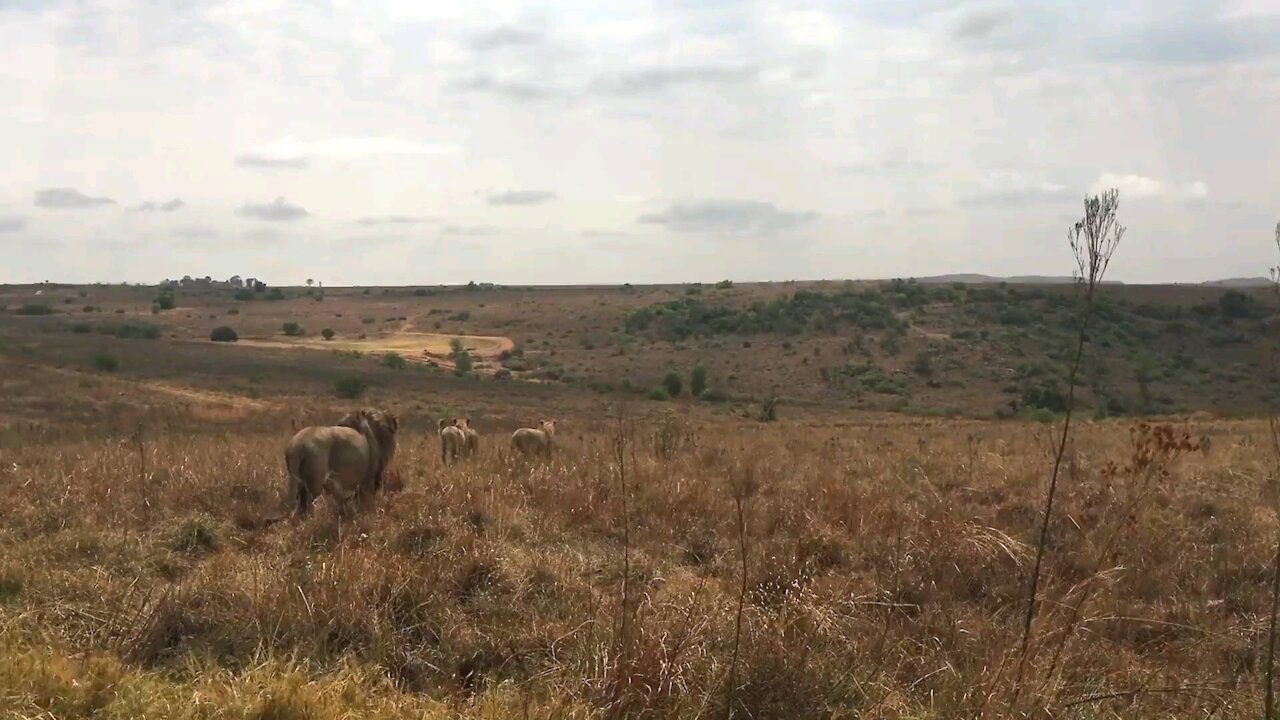 the beauty of the lion
