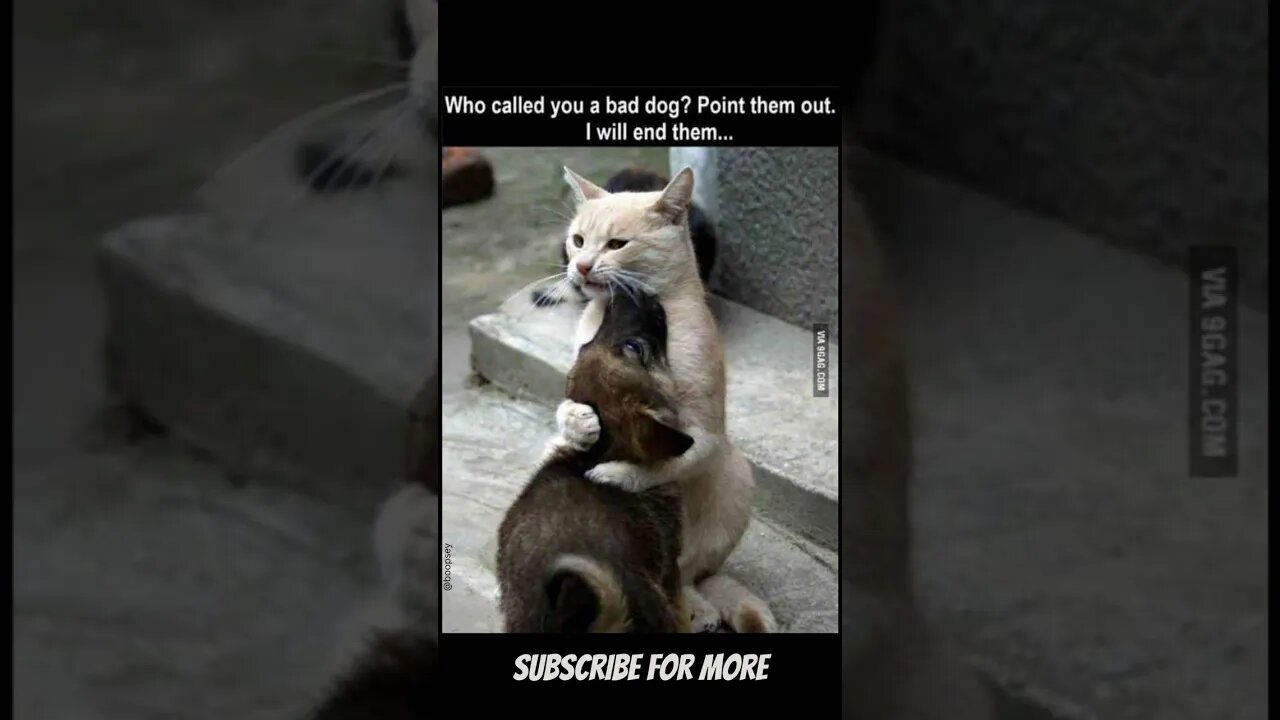 Who Said it? 😡 - Cute Animals Meme v1