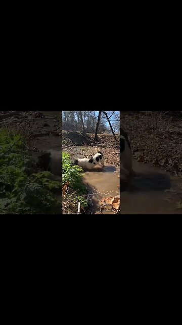 Border Collie Fun #farmlife #bordercollie