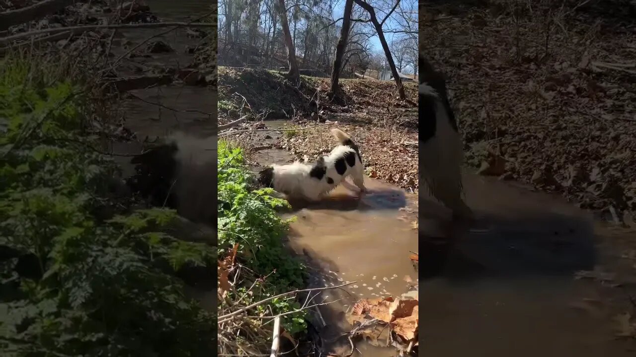 Border Collie Fun #farmlife #bordercollie