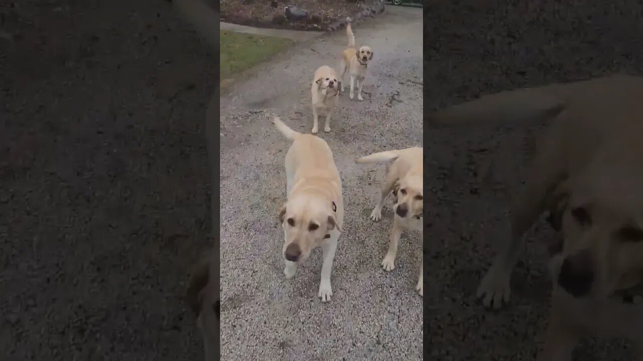 Visiting the neighbors Puppy 🐶 Dogs 🐕 at the Farm 🌳 🚜