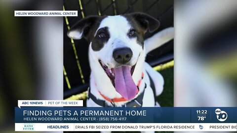 10News Pet of the Week: Chance