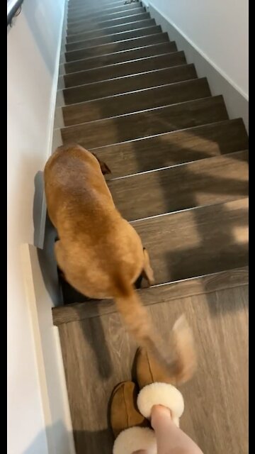 Dog Falls Down Stairs! MUST WATCH!