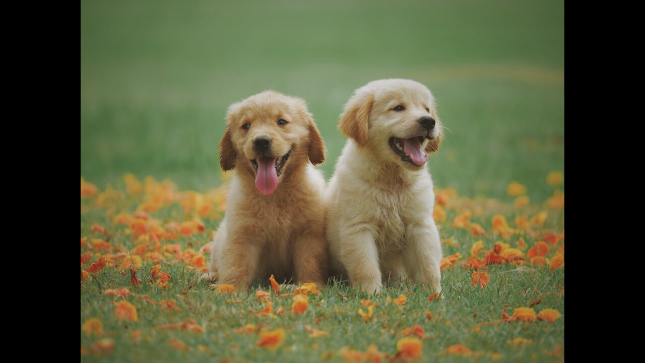 Enjoy the Golden Retriever puppies who really get mad when someone doesn't fill their pool😅