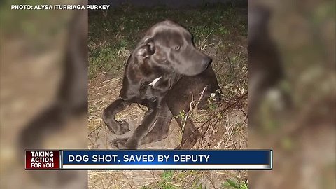 Deputy finds dog shot and left for dead, his co-workers adopt her