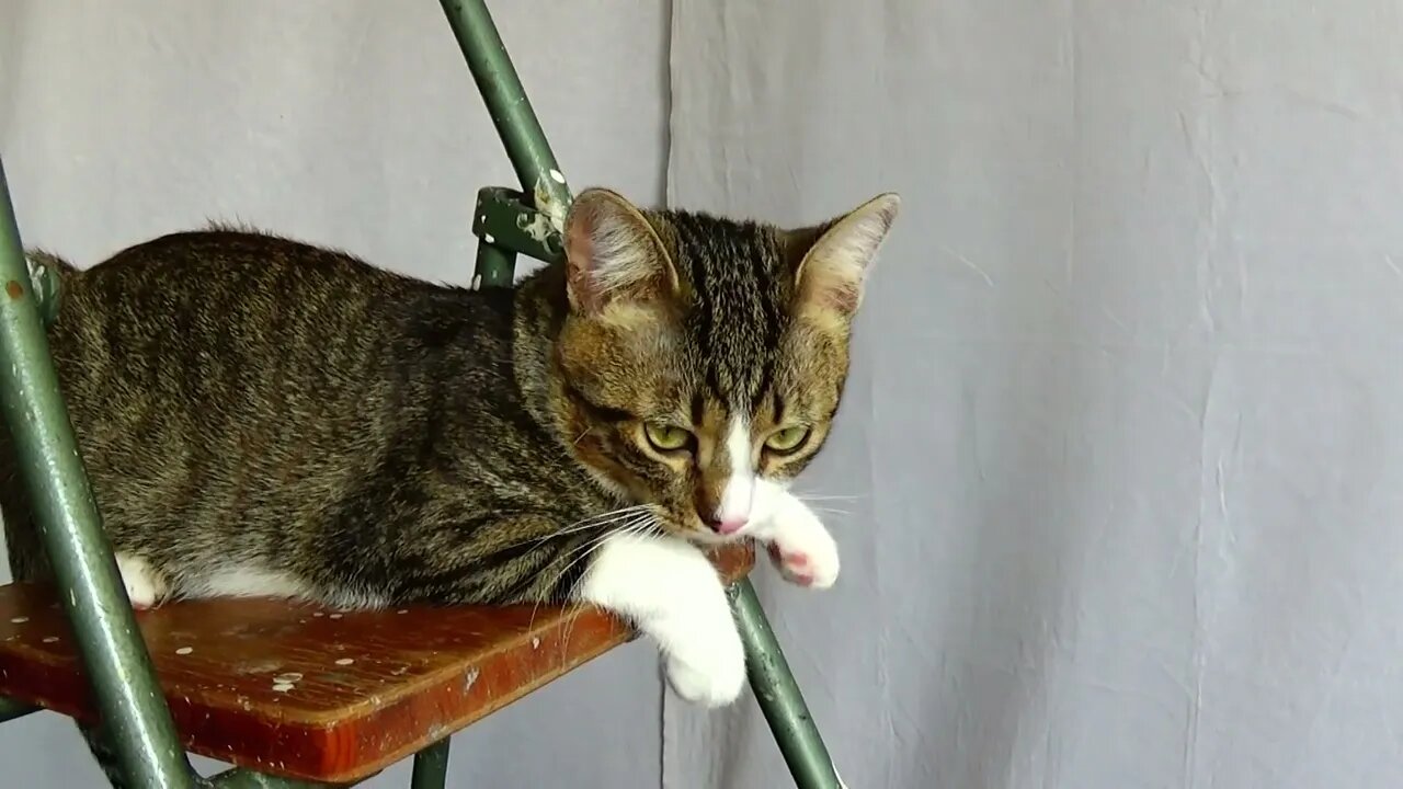 The Ladder Gives the Cat the Possibility to See the World from Above