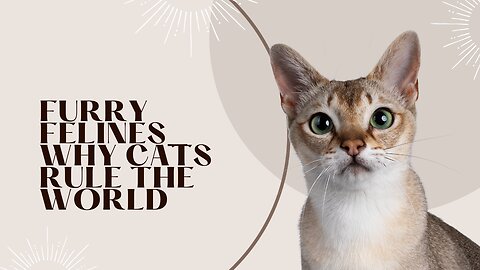 Furry Felines_ Why Cats Rule the World