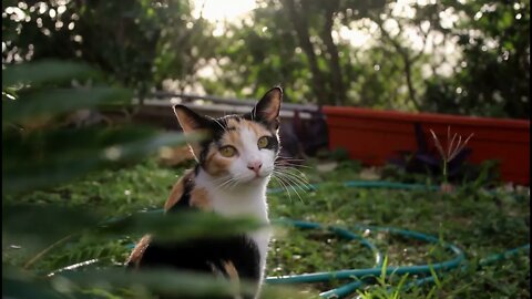 Cat time - 010