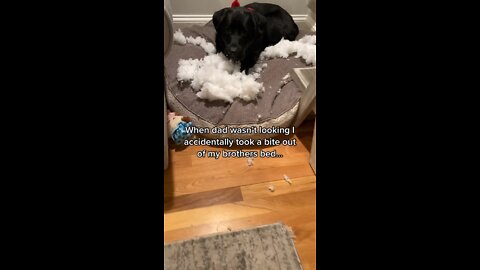 My Dog ate my Baby’s Bed 😳