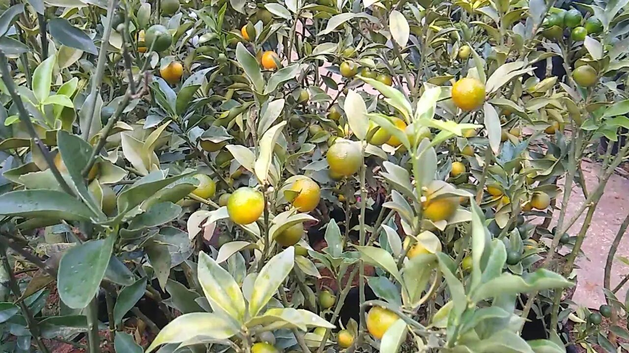 frutíferas produzindo em vaso a venda em Niterói Rio de janeiro estamos enviando para todo o Brasil