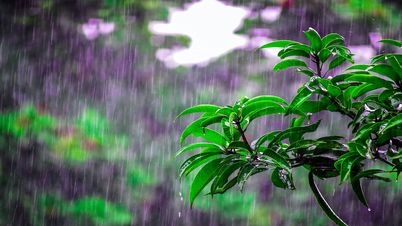 Rain Sounds with Singing Bowls and Birds chirping (Tibetan Sleep Music)