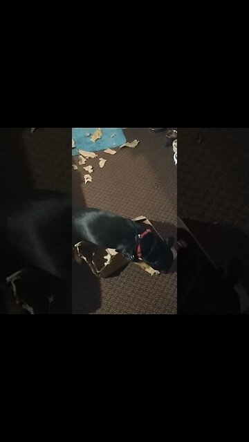 max opened an empty gift!