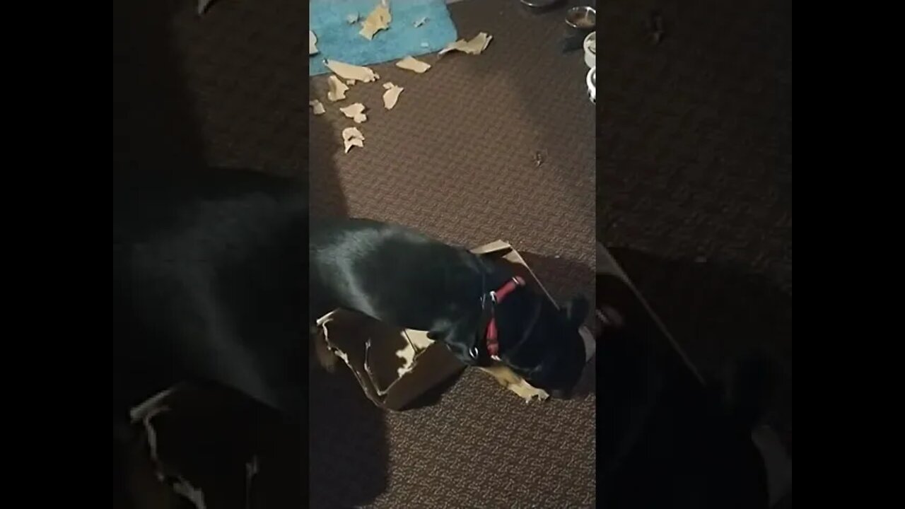 max opened an empty gift!