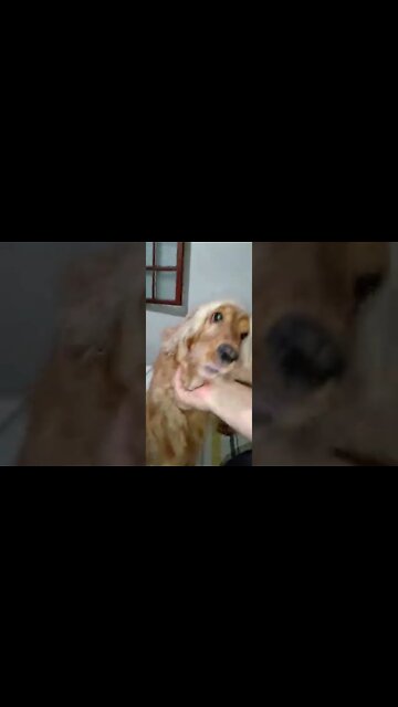 #dogshow , #animals , #dogs , #shorts