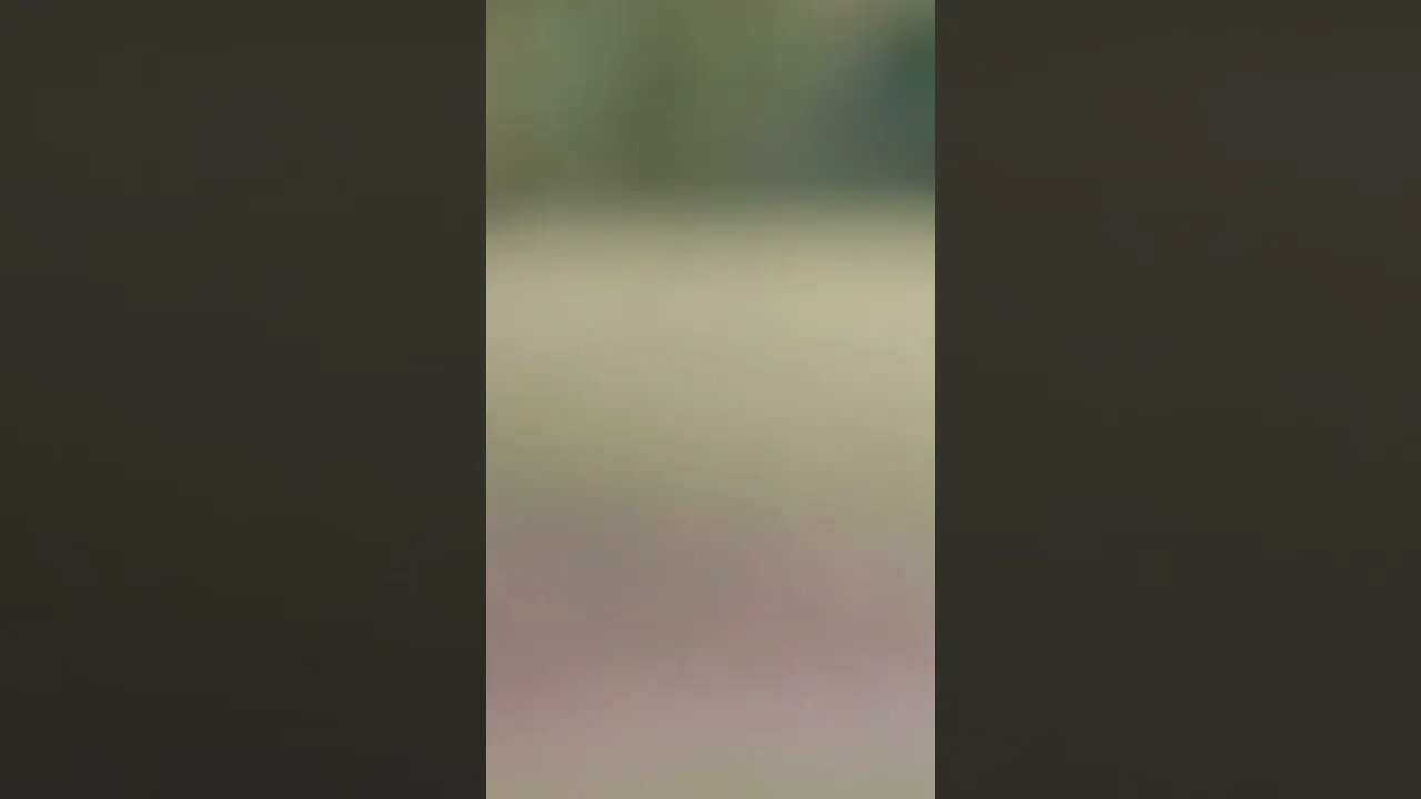 WHAT IS THIS CREATURE????