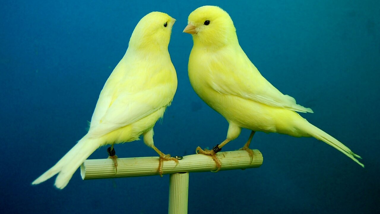 🐦🔥Corner of the Belgian Canary (Training)! DO THIS and your BELGIAN CANARY WILL SING A LOT!