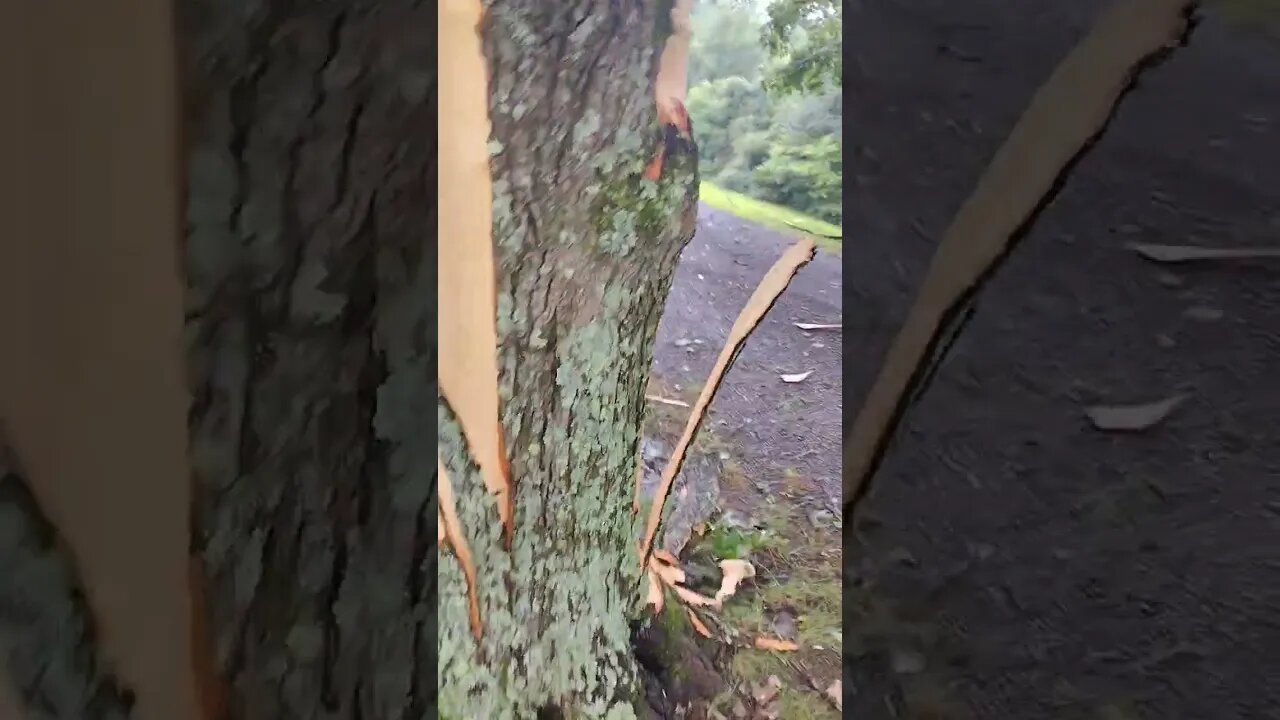 Massive lightning strike! Huge tree damage #storm