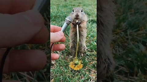 So cute having food #shorts #viral #animals