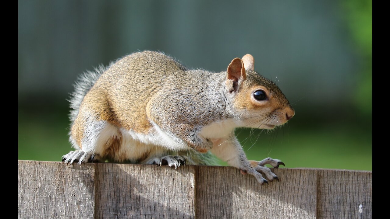 Feeding grey squirrels