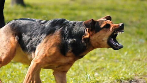 How to instantly make a dog aggressive