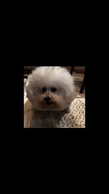 Baby Cute Puppies Playing Alone #Shores