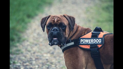 Guard Dog Training with easy steps