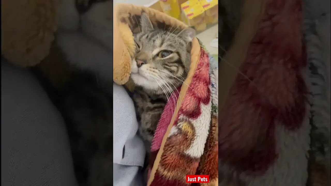 Super cute #cute #tiktok #funnyanimals #funnyvideos #cat