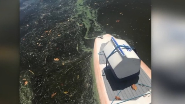 Reported algae spreading to St. Lucie County