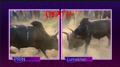 PRIN VS LUMSKHEN Bull Fight Scene Iadaw Masi Part30 🔥