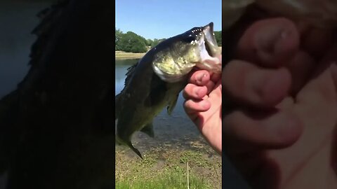 Bass fishing 🎣 #getreel #bassfish #catchingfish #bassfishing #bass #fish