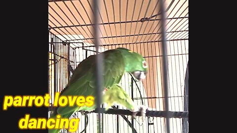 Parrot absolutely love to dance when talking.