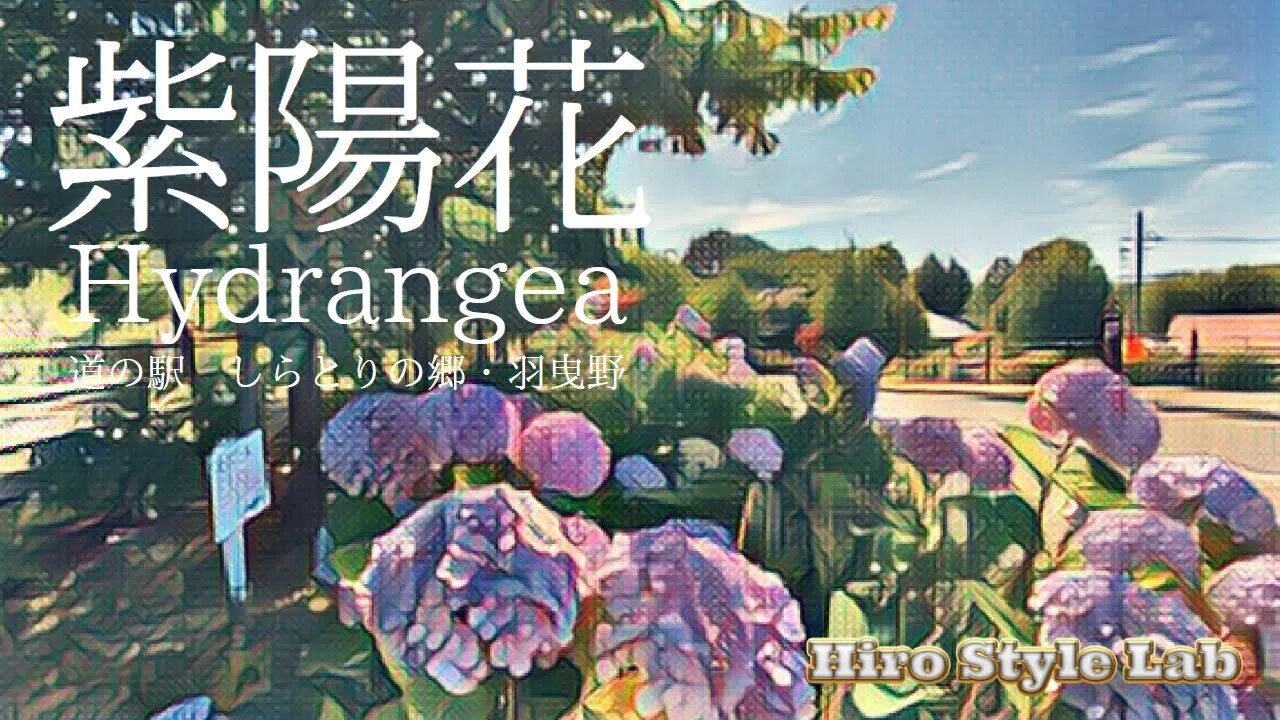 紫陽花を見に行こう！【Hydrangea】道の駅 しらとりの郷・羽曳野