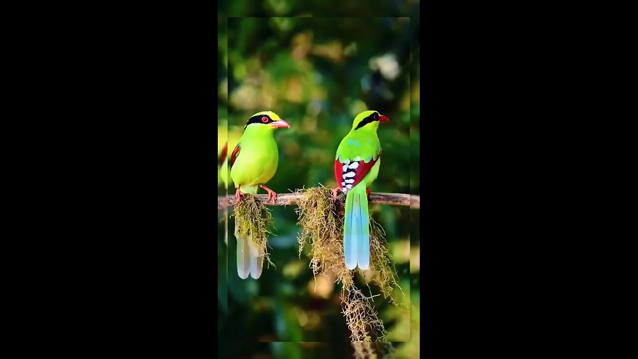 colorful bird with real sound