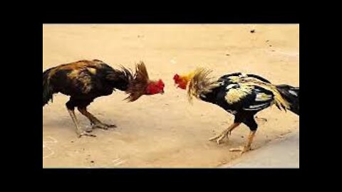 Best Hens Fight 2021