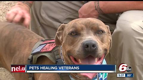 Veterans use pets to cope with PTSD, life after service