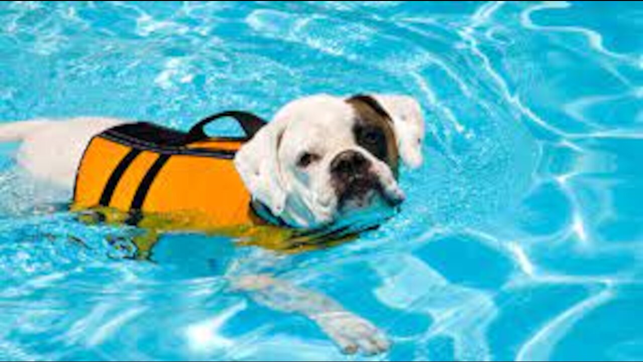 Teaching Any Dogs How To Swim