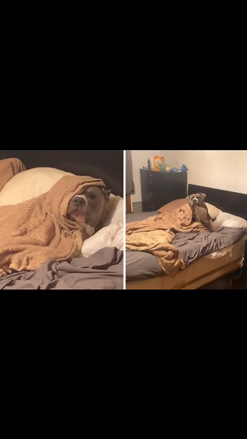 Lazy Doggy Humorously Gets Woken Up For Work