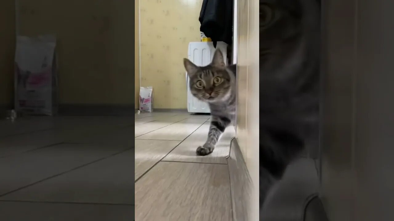 cat🐱 vs lion🦁 #short #shorts