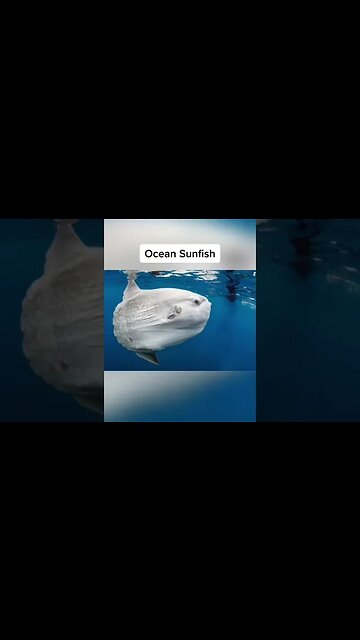 Animals That Are Bigger Then You Think 😱 #shorts #animals #trending