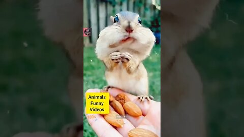 Cute Squirrel Eating Video 2022 Animals Eating Fruits Squirrel Animals Funny Videos #shorts