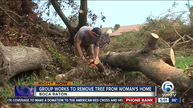 Story about fallen trees resonates with viewers