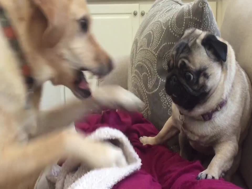 Dogs Fight over a Spot on the Couch