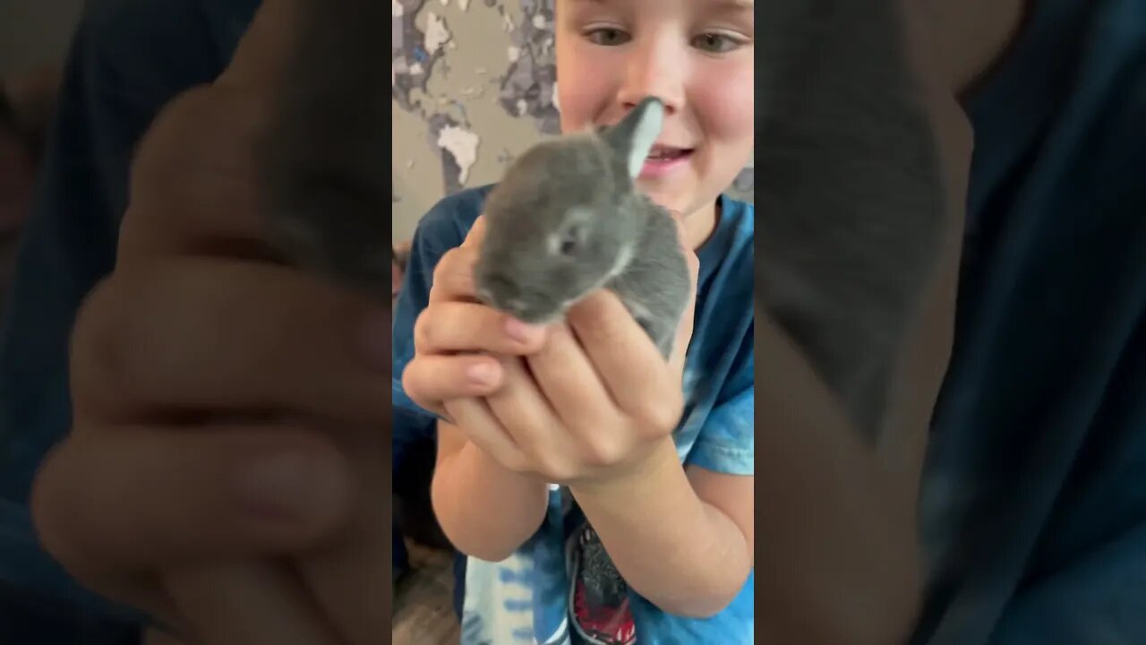 What should we NAME this baby bunny? #shorts #animals