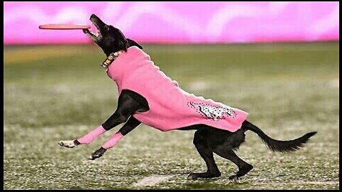 Dog sets frisbee new record for longest catch during Canadian football game 😱