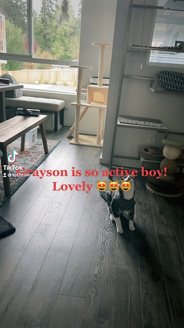 Nosy boy Grayson🐈‍⬛😻
