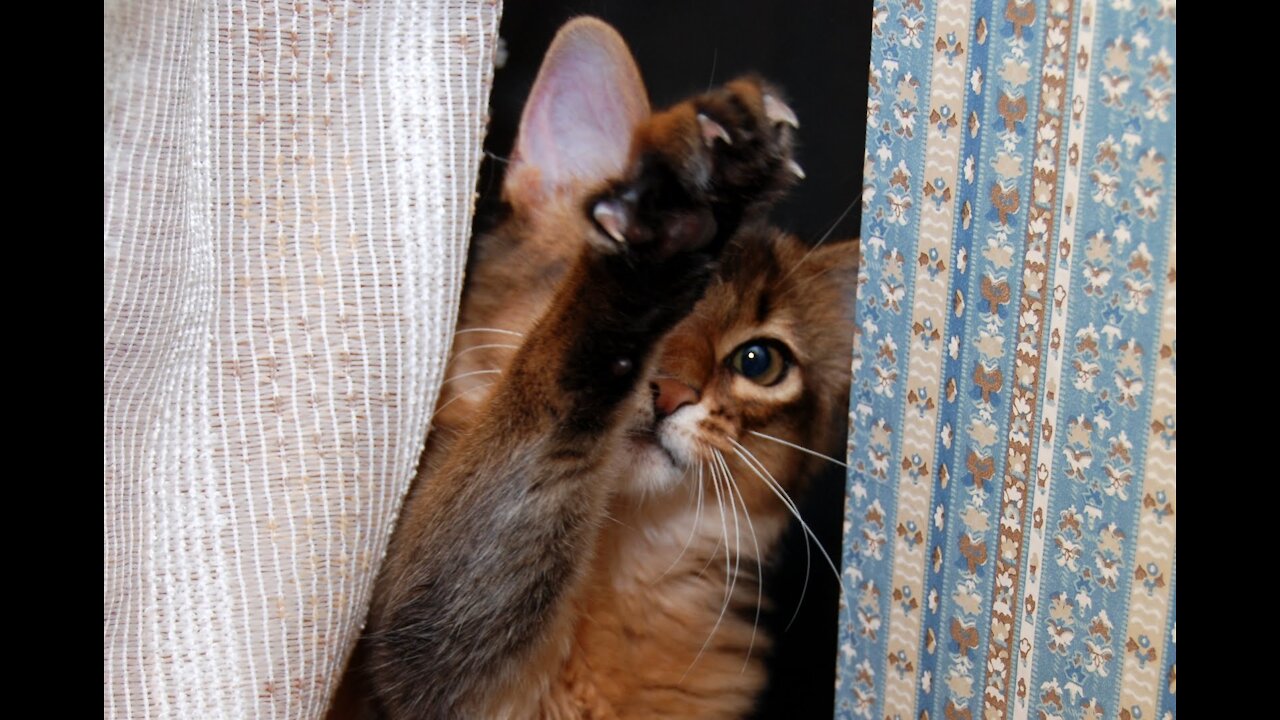 Tripp as a kitten