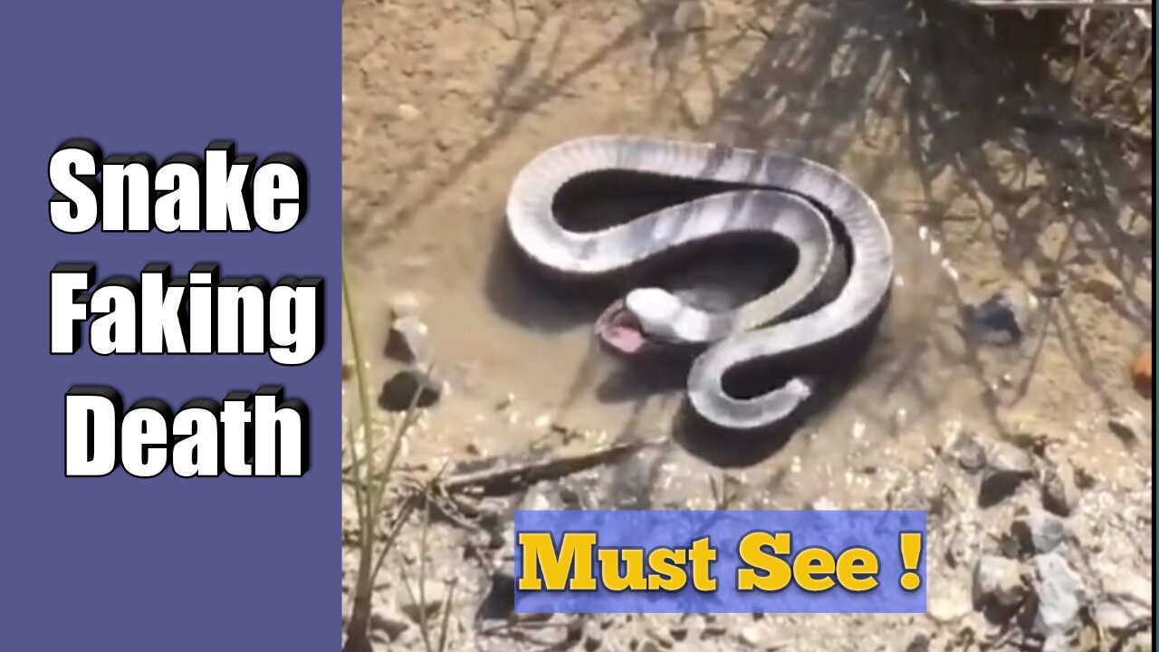 Snake faking its own death to avoid danger/attack. HD