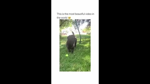 Awww