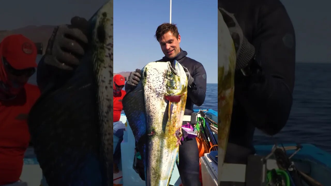 Absolute Chaos! Huge Mahi Mahi on the Riffe Euro 75 😳 #spearfishing